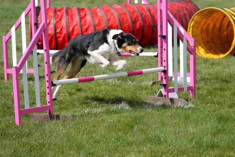 Dog Jumping In Agility Course