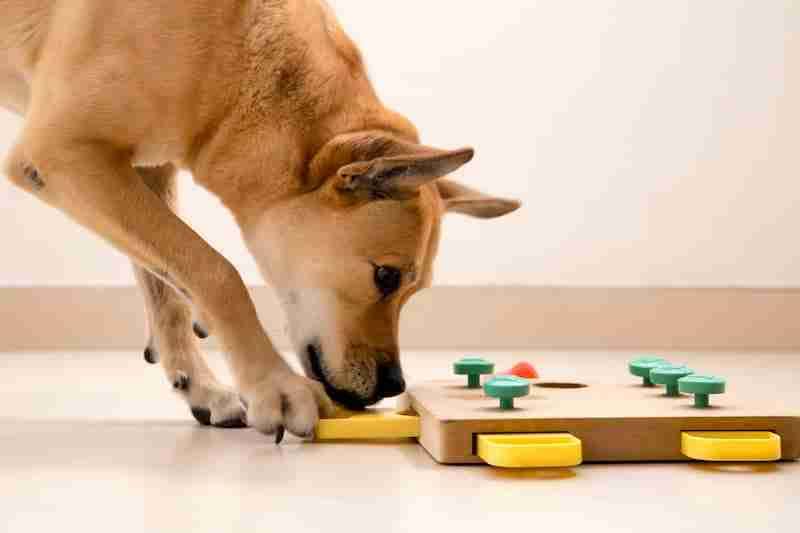 Dog With Puzzle Toy