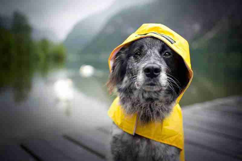 Dog in yellow coat in the rain