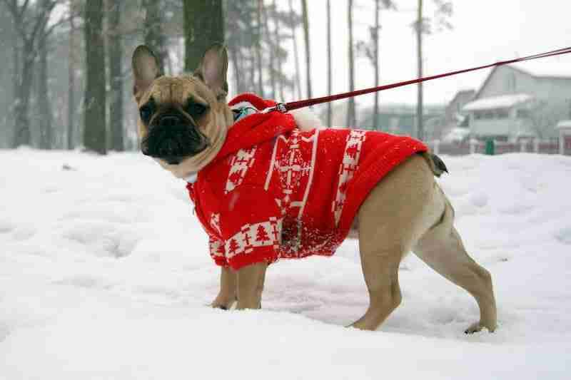 French bulldog in a red sweater - Do dogs need coats