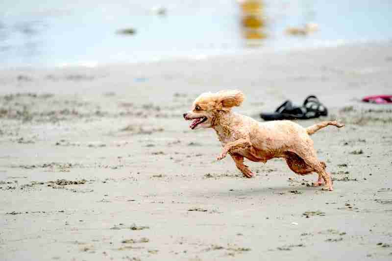 Hyper Dog Running On Beach