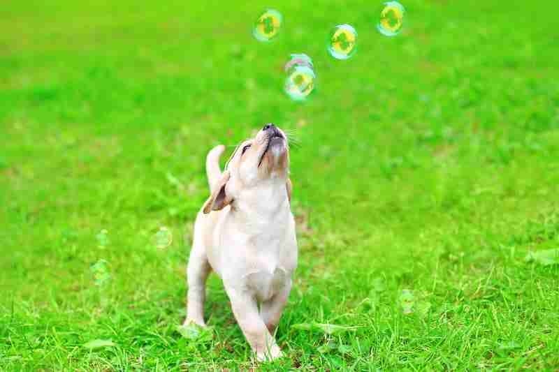 Puppy Playing With Bubbles