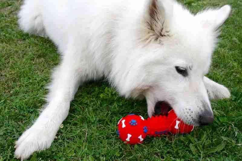 White Dog With Bone Squeaky Toy