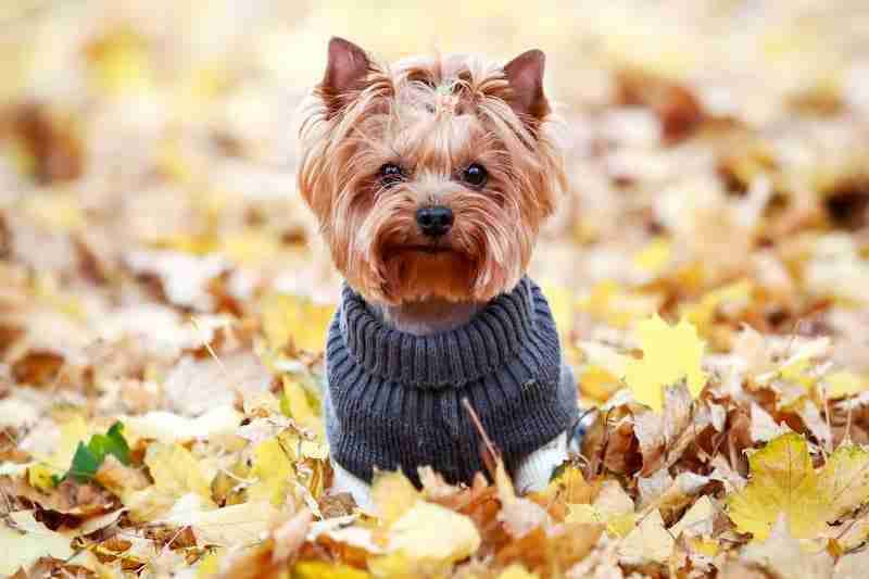 Yorkshire Terrier in a Sweater in Autumn Leaves