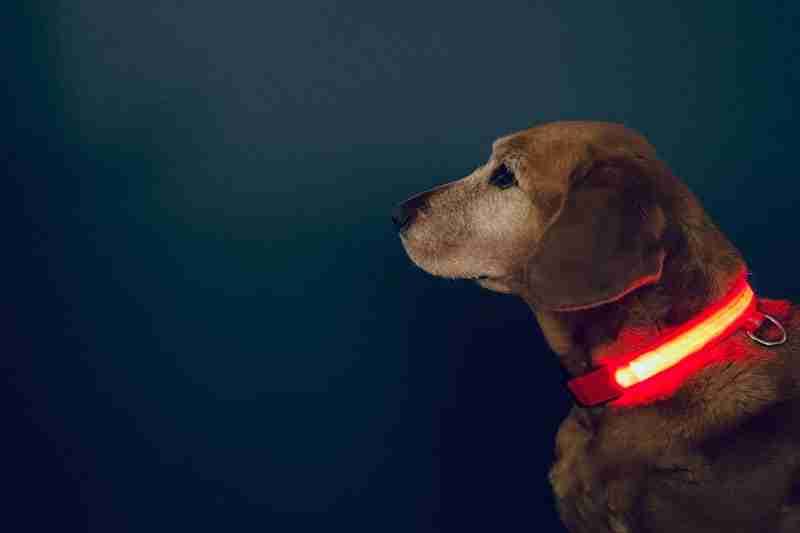 Indy with LED Collar