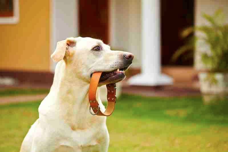 Labrador with Collar in His Mouth