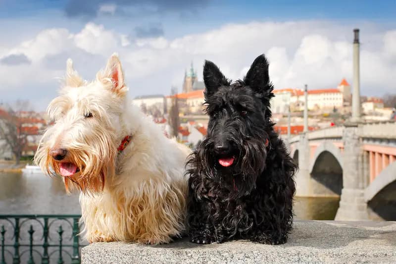 Scottish Terriers in Prague