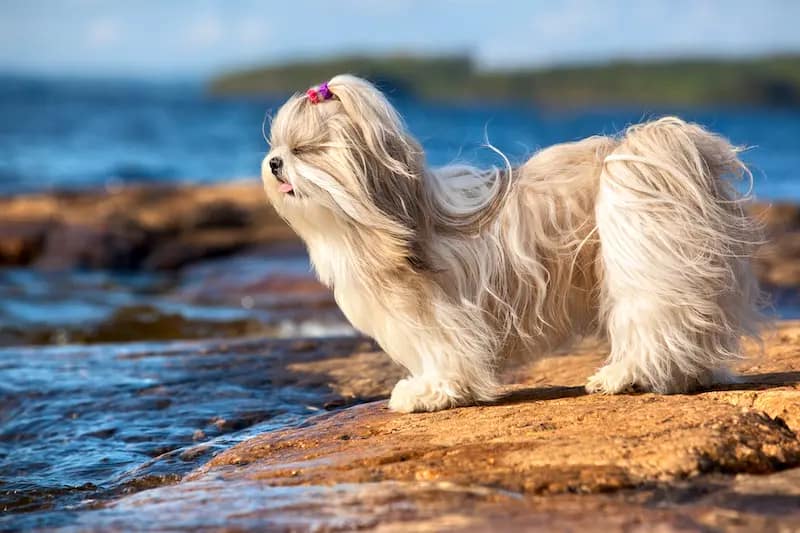 Shih Tzu by the Water