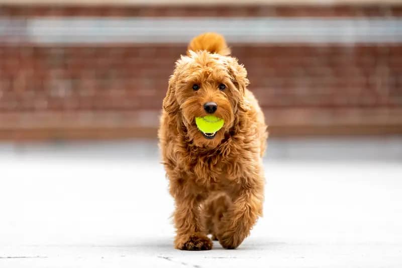 Small Golden Doodle