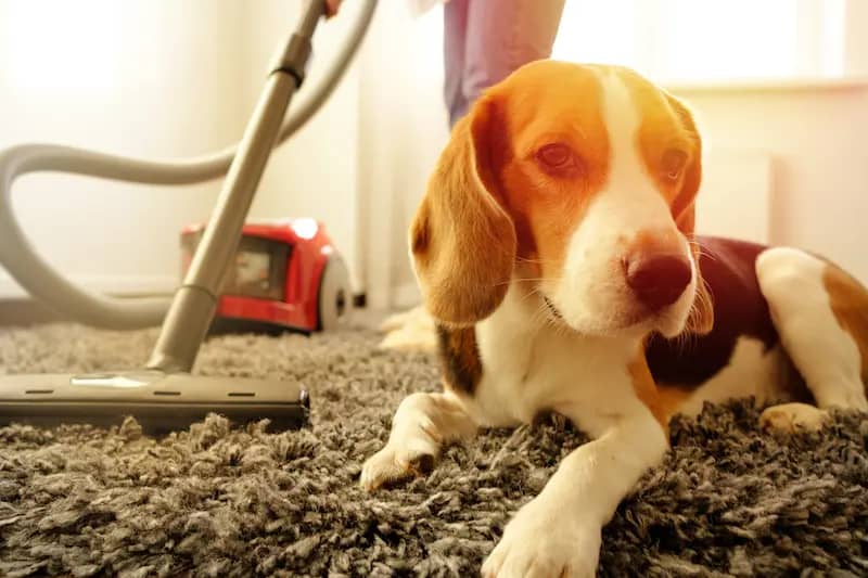Vacuuming Next to a Beagle