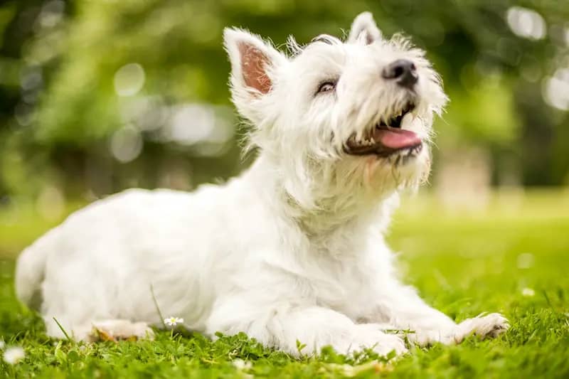 West Highland Terrier, one of the smallest hypoallergenic dogs