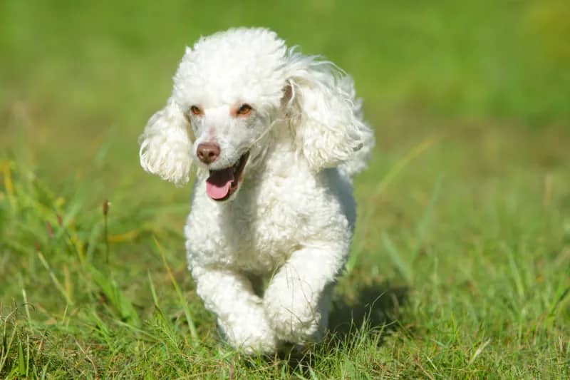 White Toy Poodle Running, among the smallest hypoallergenic dogs
