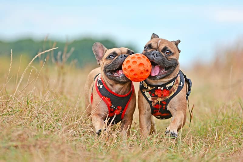 French Bulldogs Playing Ball on a Field