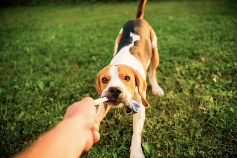 Games to Play with Dogs - Tug of War Beagle