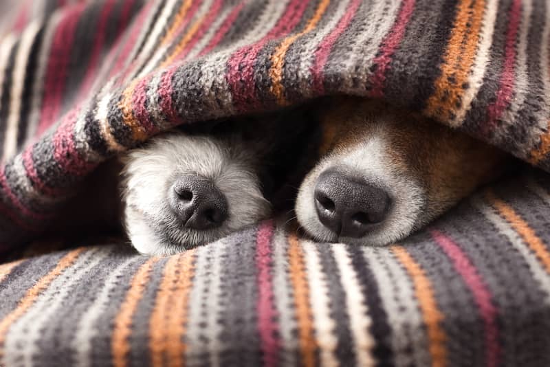 Dog Noses in Bed