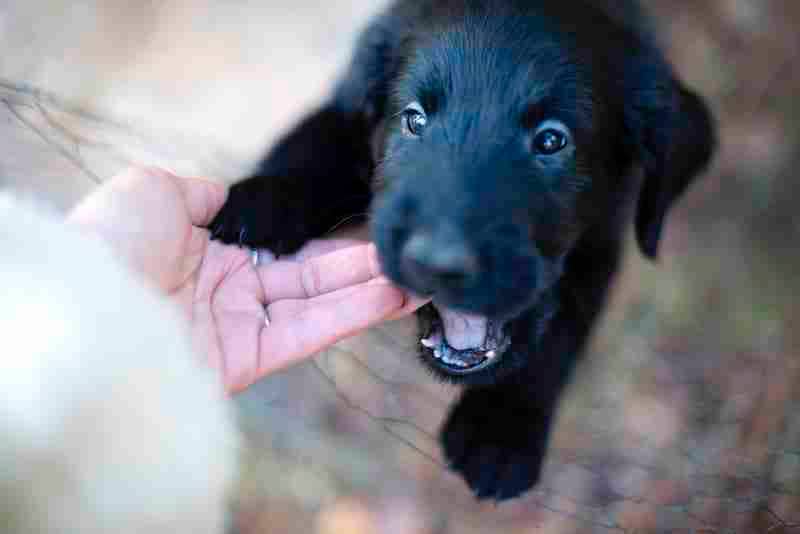 Puppy Nipping Fingers - Dog Jumping
