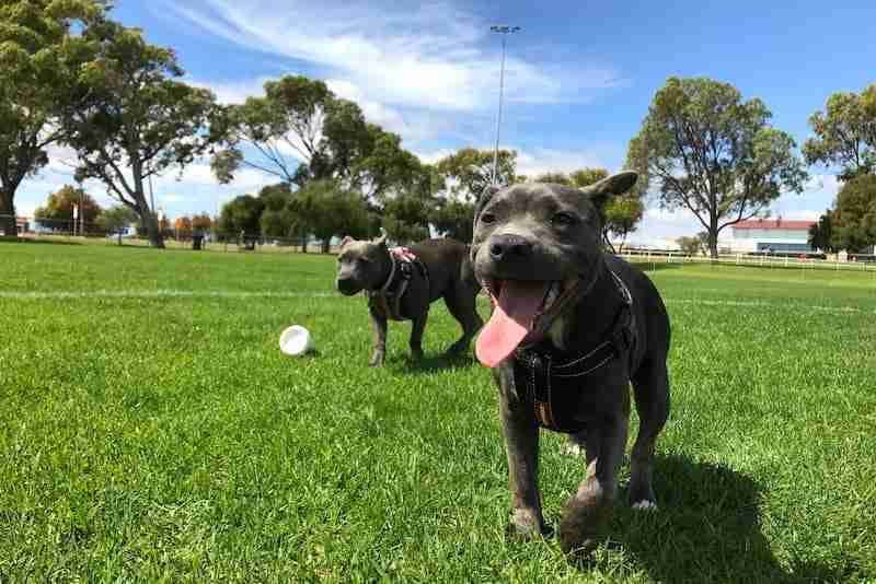 Staffy Dogs at the Park