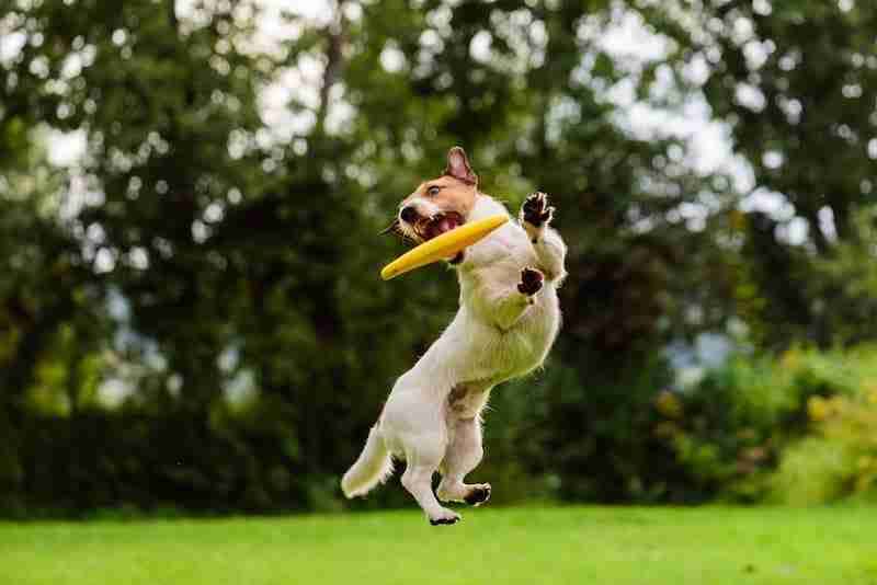 Jack Russell with Frisbee