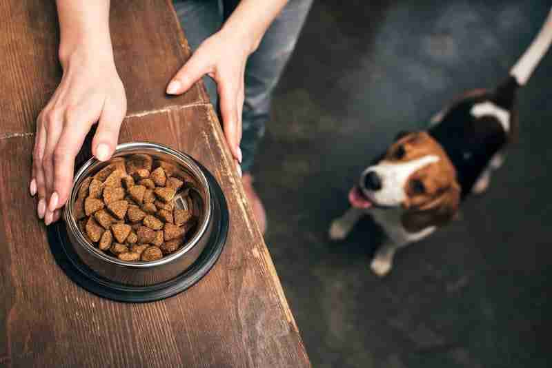 Beagle Dog At Mealtime