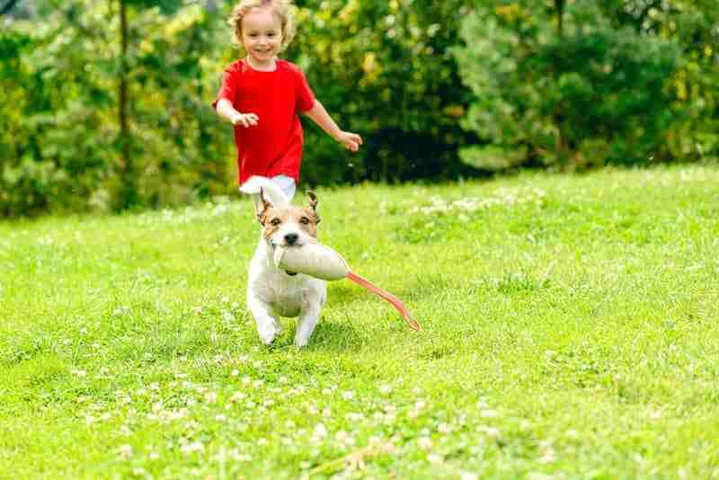 Dog Running Away From Child With Squeaky Toy