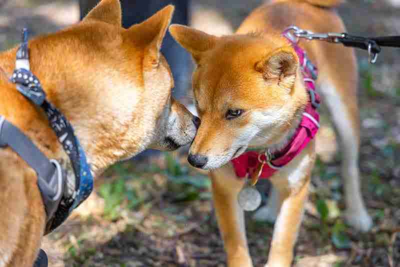 Shiba Inu Dogs Socializing