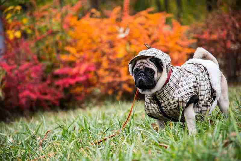 French bulldog wearing a dog jacket