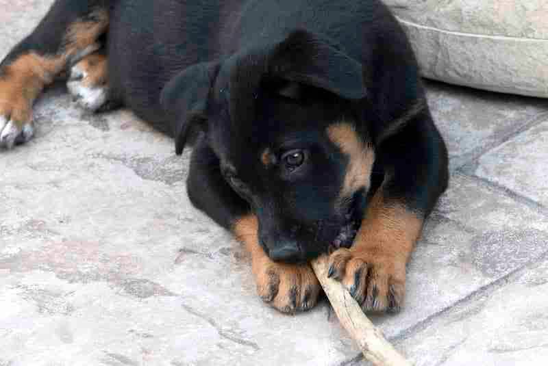 Puppy Chewing Stick