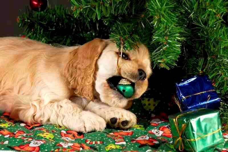 Dog Chewing Christmas Ornament