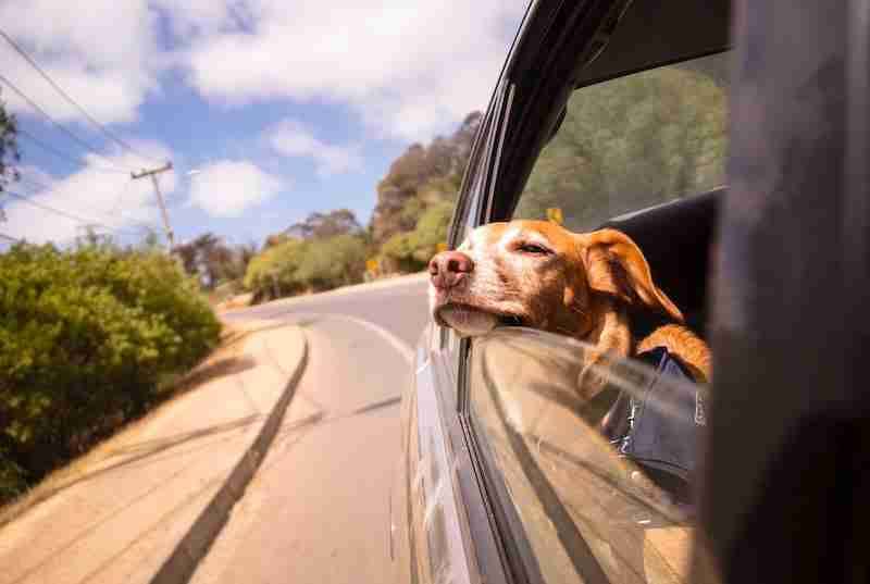 Dog enjoying car ride - Road trip with dog