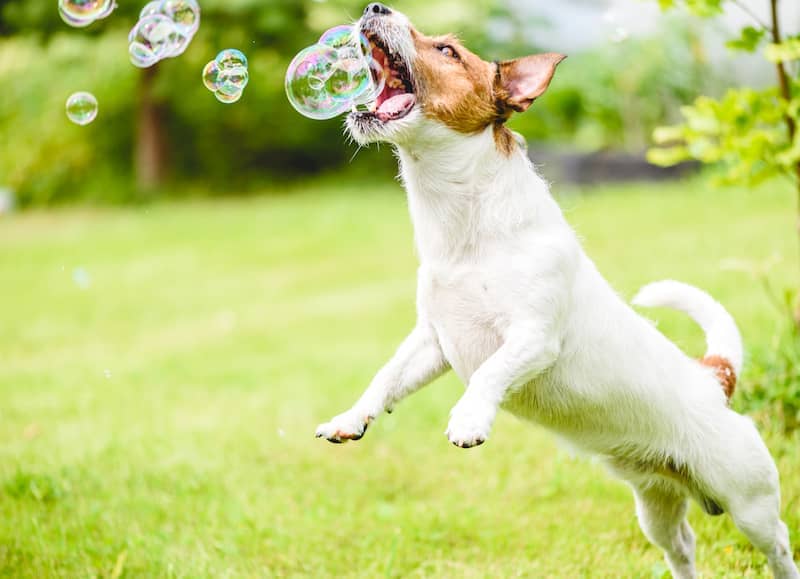 Dog Playing with Soap Bubbles - Dog Enrichment Ideas