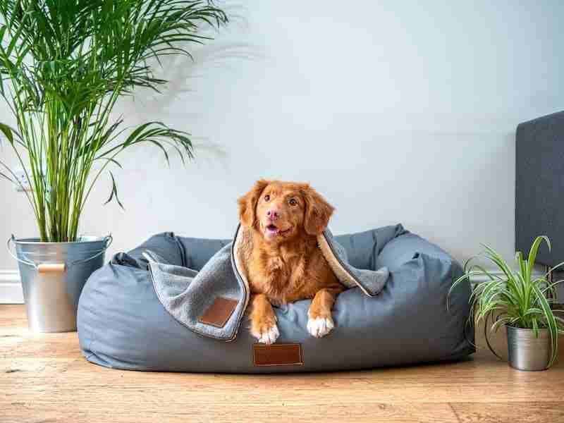 Dog on comfy dog bed