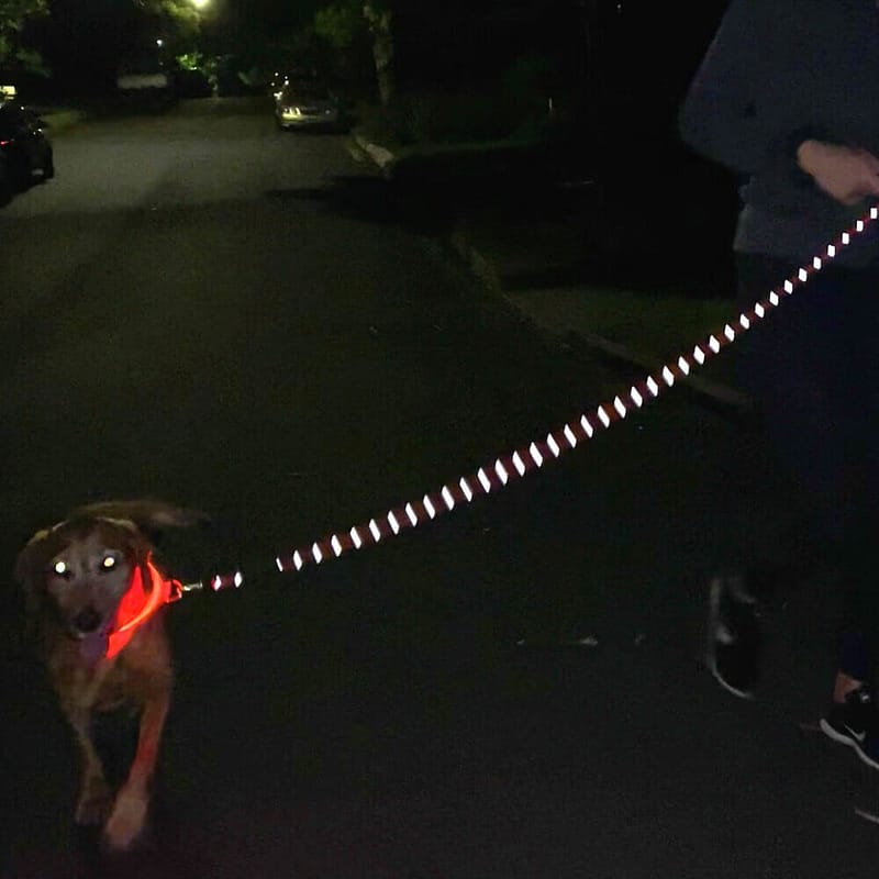 Reflective Leash and LED Collar for running with your dog at night