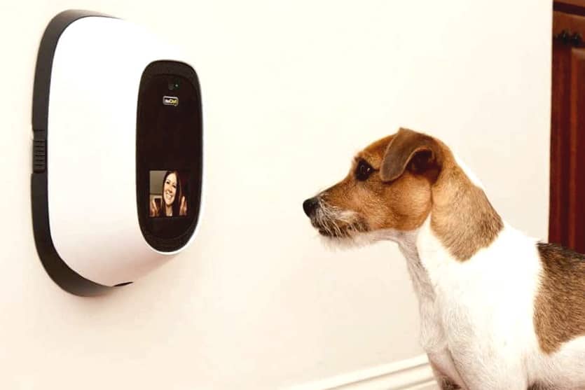 Two-Way Pet Camera - Best Pet Cameras
