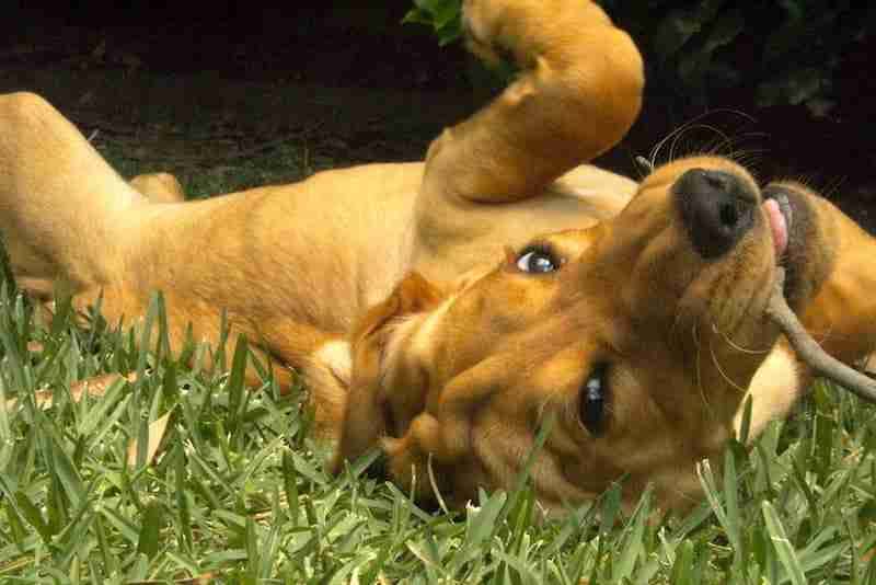 Indy Belly Up Chewing Stick