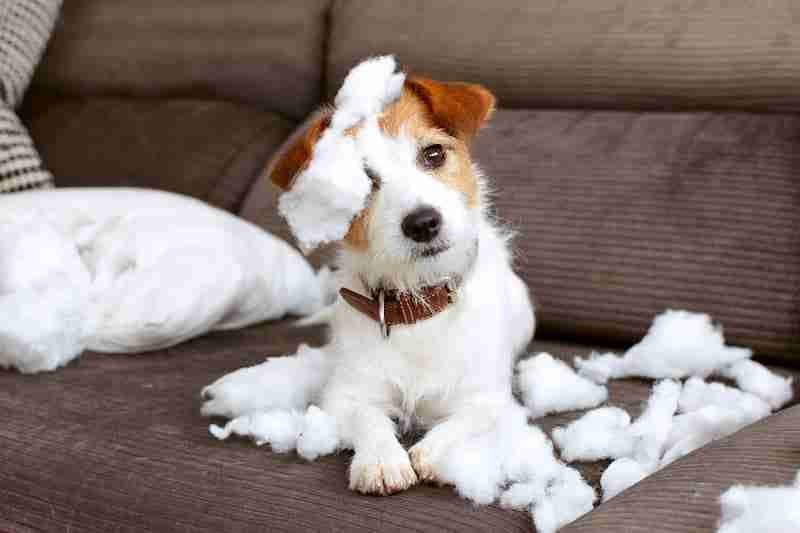 Jack Russel Destroying Pillow