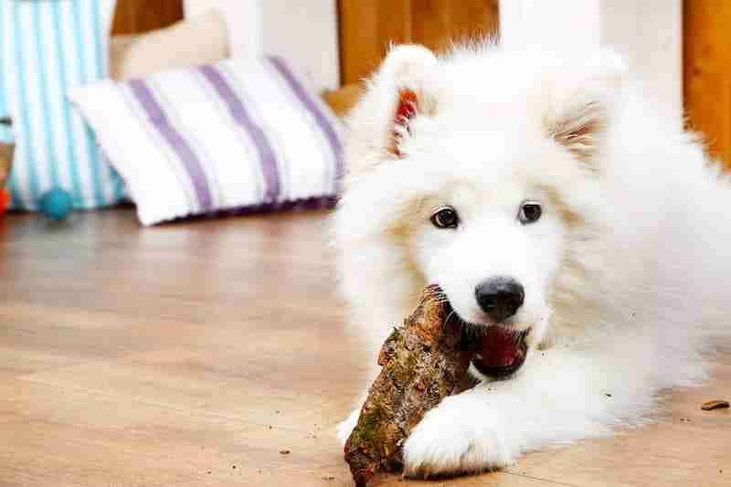 Samoyed Chewing Firewood