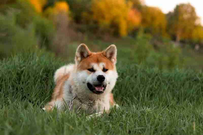 Akita
