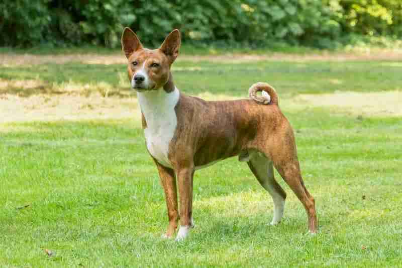 Basenji