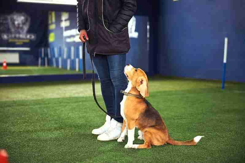 Beagle with Trainer - Dog Jumping