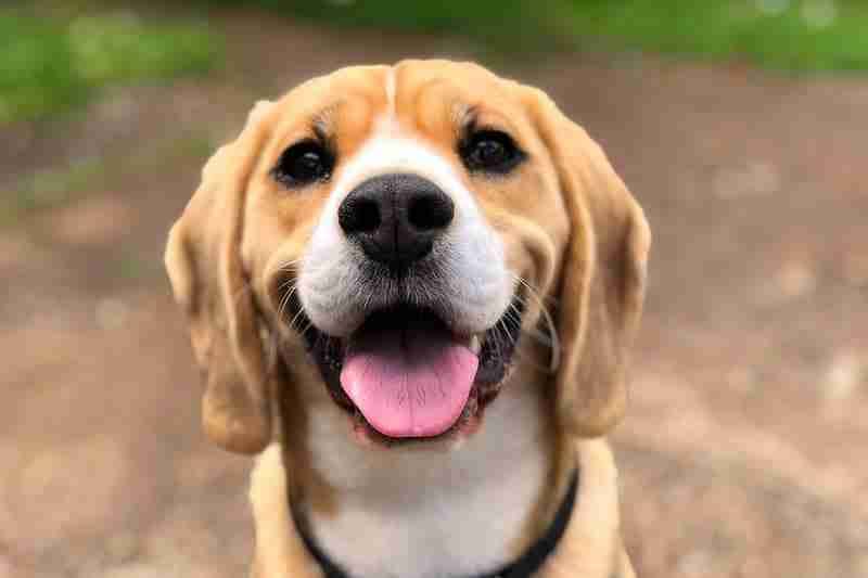 Beagle