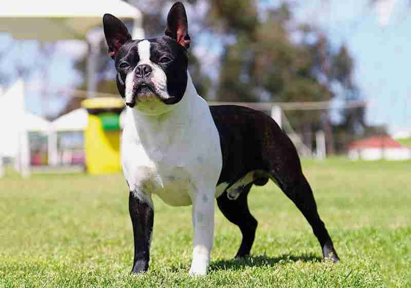 Boston Terrier - Best apartment dogs