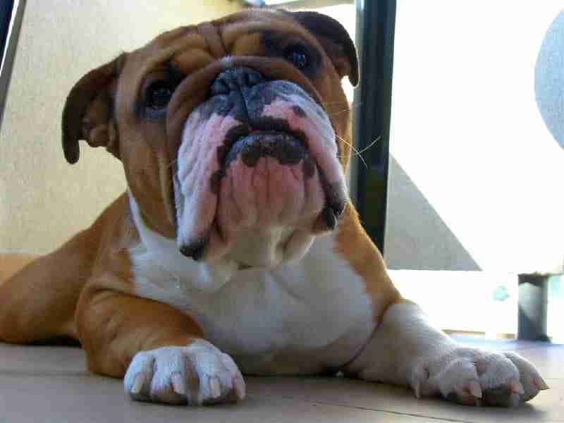 Bulldog