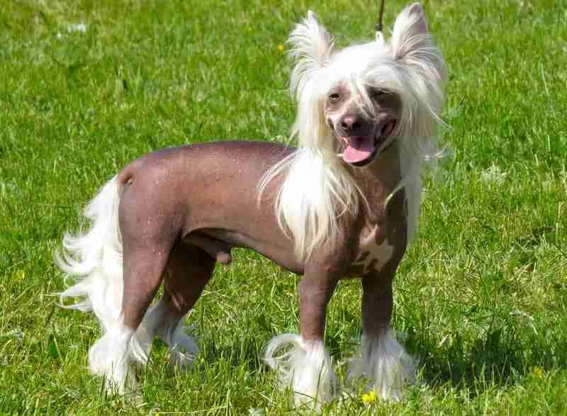 Chinese Crested Hairless Dog