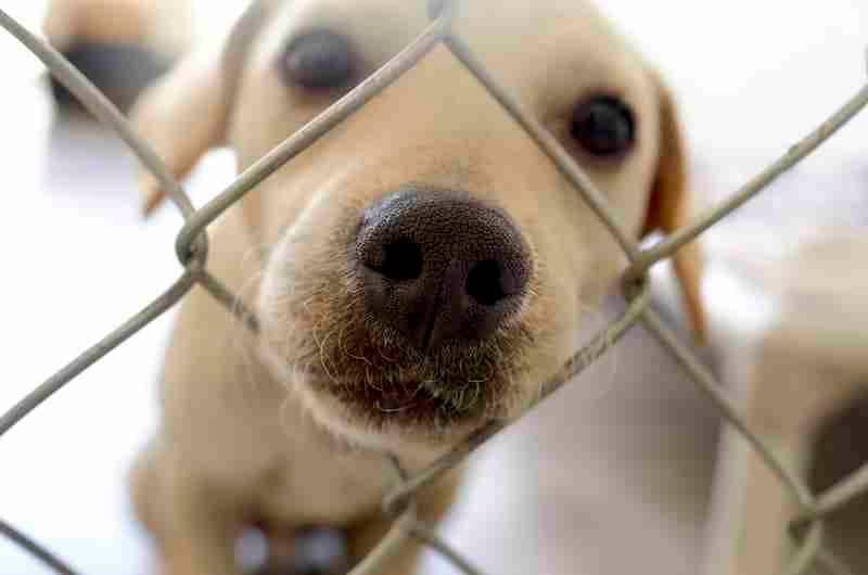Dog at Shelter