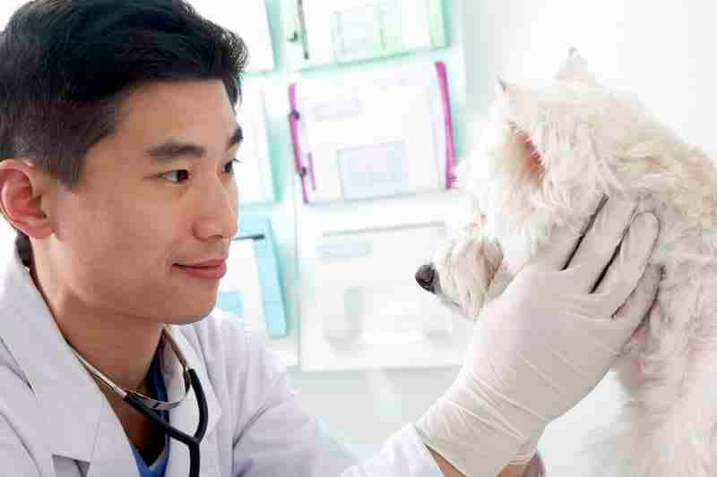 Dog at the Vet - Dog Calm