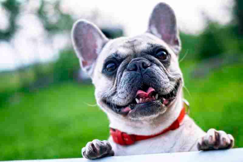 French Bulldog