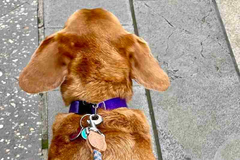Indy ears flapping