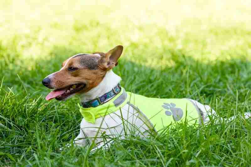 Jack Russell Wearing Calming Vest