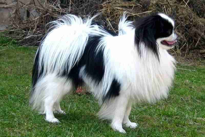 Japanese Chin