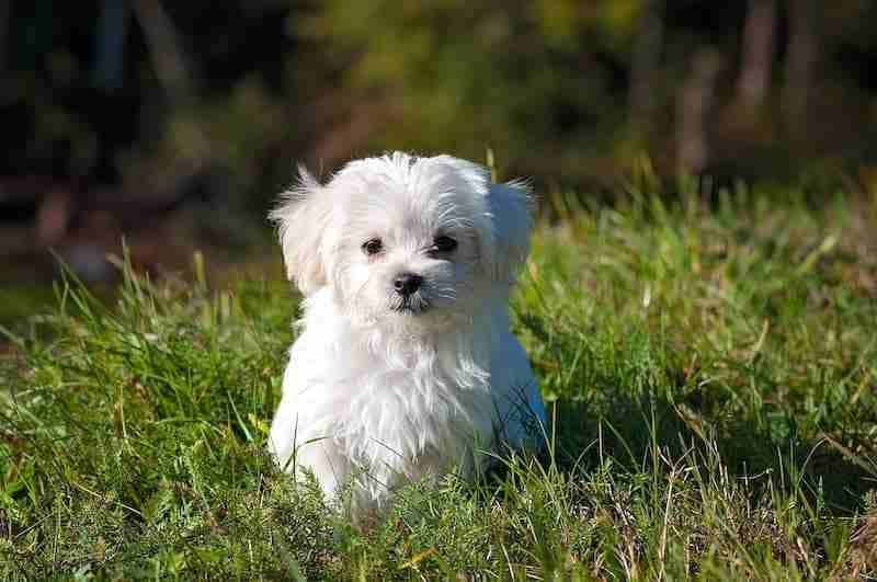 Maltese Dog